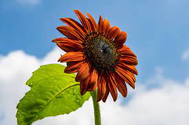 A wonderful birthday present or table centerpiece, this modern display perks up any room and surprises onlookers with it's bright hues and large flowers. 9 Of The Best Pollenless Sunflowers Gardener S Path