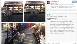Http Instagram Com P Sw Hhvobuc Finaller Gece Ayi