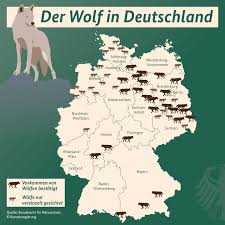 pin on wolf s
