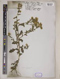 Image result for Pluchea dioscoridis