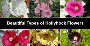 The research shows that this herb has ability to treat enteritis, colitis, peptic ulcers, mouth ulcers and. 15 Hollyhock Plants Flowers Leaves Seeds Pictures Identification