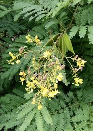Image result for Caesalpinia sappan