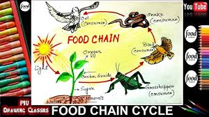 While all matter is conserved in an ecosystem, energy still flows through it. Food Chain Cycle Diagram Draw In Perfect Way I How To Draw Food Web Network Ecosystem In Easy Way Youtube