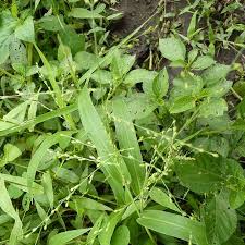 Image result for Urochloa deflexa