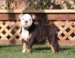 I have 3 olde english bulldog puppies looking for their forever homes 2 females and 1 male they are all ioeba registered they are. Chocolate Tri Olde English Bulldogge For Sale In La Mirada California Classified Americanlisted Com