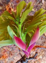 Image result for Napoleonaea gossweileri