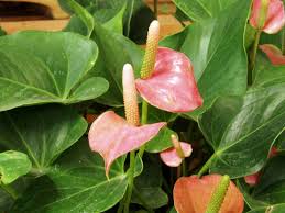 Jenis jenis bunga 7 rupa. 7 Jenis Tanaman Anthurium Berdaun Lebar Yang Siap Hiasi Interior Rumah