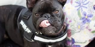 One of today's most popular dog breeds and human companions was originally bred for aggression. 10 Tips For Walking A French Bulldog The Cornish Life Cornwall Lifestyle Blog