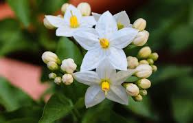 Tra le migliori soluzioni del cruciverba della definizione fiori bianchi profumatissimi. Il Terrazzo Che Profuma Di Notte Guida Giardino