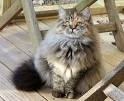 Kittens For Sale - Siberian Cats
