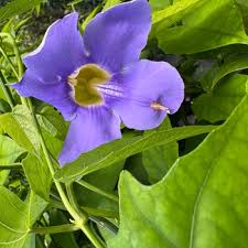 Image result for Thunbergia annua