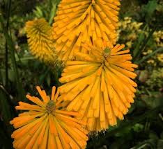 Image result for Kniphofia thomsonii