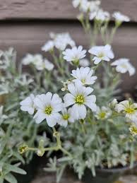 Image result for Cerastium