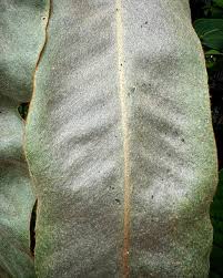 Image result for Pyrrosia schimperiana