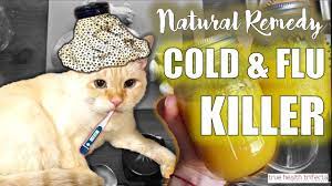 However, many cats respond well to homeopathic drops when they have a cold. How To Prevent Or Cure Cold Flu Fast Recipe Easy Homemade Natural Remedy Youtube