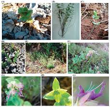 Image result for Ocimum minutiflorum