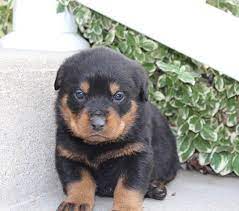 Home minecraft maps fort wayne indiana (75% scale) minecraft map. Lance A Bright Male Akc Rottweiler Pupper For Sale In Fort Wayne Indiana Find Cute Rottweiler Puppies And Responsible Rottweiler Puppies Rottweiler Puppies