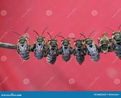 Image result for Lipotriche