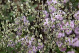 Image result for Briza