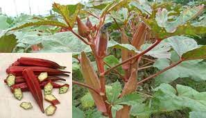 Maybe you would like to learn more about one of these? Panduan Lengkap Cara Menanam Okra Merah Bagi Pemula Agar Sukses Faunadanflora Com