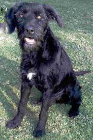 Maybe you would like to learn more about one of these? Black Wire Haired Dog Pasteurinstituteindia Com