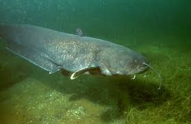 Wels Catfish Wikipedia