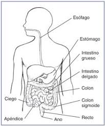 Importancia De La Nutricion Para La Salud Aparato Digestivo Partes Del Aparato Digestivo Informacion De La Salud