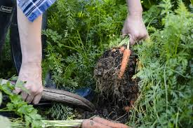 If your newly germinated seedlings look like this, it may be due to one of three common causes: How To Grow Carrots Rhs Gardening
