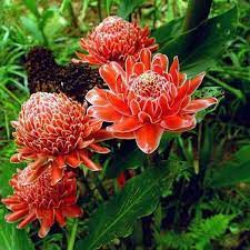 Torch Ginger Flower Seeds Flower Seeds Ginger Flower Torch Ginger Flower