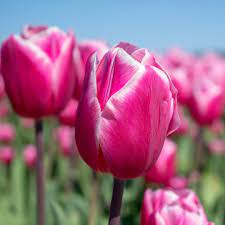 Patterson's flowers | beautiful fresh flowers, tux rental, event decor and linens, plants, delivery, gifts, balloons, cards, fresh baked cupcakes and much more! Patterson S Flowers Inc Home Facebook