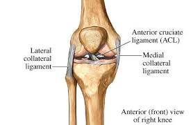 Medial Collateral Ligament Mcl Masnad Health Clinic
