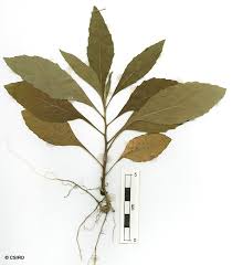 Image result for Eschenbachia