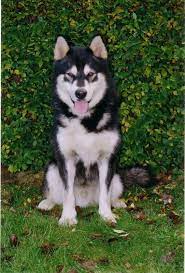 Browse thru our id verified puppy for sale listings to find your perfect puppy in your area. Alaskan Malamute Puppy Picture Alaskan Malamute Malamute Dog Malamute