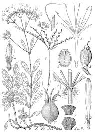 Image result for Virectaria