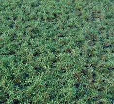 Image result for Sesuvium