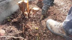 Die wurzeln müssen ebenfalls entfernt werden, da ansonsten die pflanze im nächsten frühling wieder anfängt auszutreiben. Thuja Ausgraben Wurzel Entfernen Mit Einer Hilti Youtube