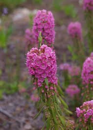 Image result for Clutia angustifolia