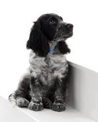 Click Visit Site And Check Out Cool English Springer Spaniel T Shirts This Website Cocker Spaniel Puppies Blue Roan Cocker Spaniel Springer Spaniel Puppies