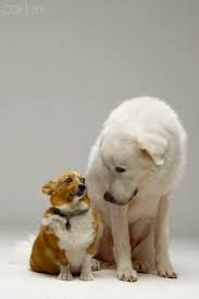 Majesta great pyrenees majesta great pyrenees p.o. Corgi And Great Pyrenees Why You Sooo Big Corgi Pembroke Welsh Corgi Puppies Corgi Dog