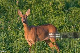 Image result for roe deer female