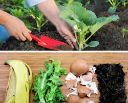 homemade vegetable garden fertilizers