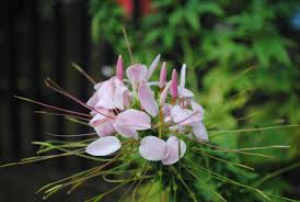 Image result for Cleome gynandra