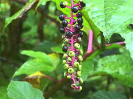 Check spelling or type a new query. Plant Portrait Pokeweed Phytolacca Americana Youtube