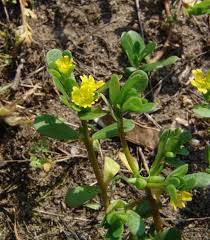 Image result for Portulaca kermesina