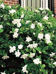 Pin On Potted Gardenia Plants