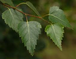 Birch Branches For Sale Uk Birch Tree Leaves Are Serrated And Jagged On The Edges Beithe Birch Tree Leaves Betula Pendula Trees To Plant