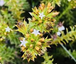 Image result for Thesium singulare