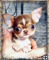 Pin By On Cute Puppies Cute Puppies Really Cute Puppies Cute Puppies Golden Retriever