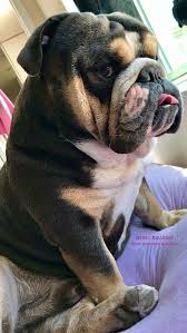 Gorgeous Bulldog English Bulldog Puppies Bulldog Puppies Bulldog