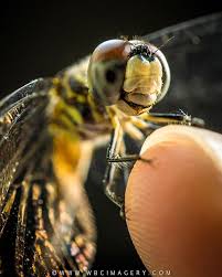 Share your best macro photos or videos! My Little Friend Shot With Sony A6000 And Sony 30mm Macro Lens Edited With Lightroom Macro Dragonfly Mcweek08 2017 Macro Lens Lightroom Sony A6000